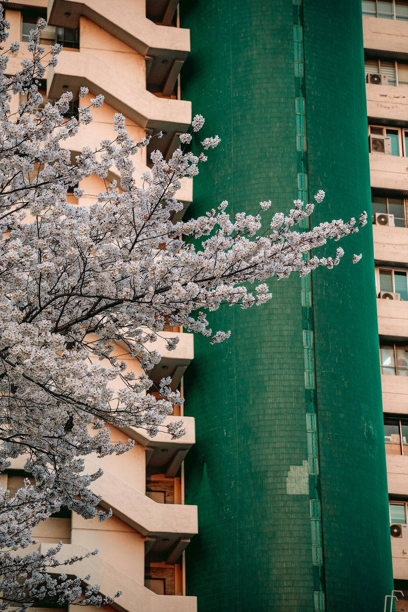 Blooming Cherry Tree in a City Courtyard | Skylum Blog