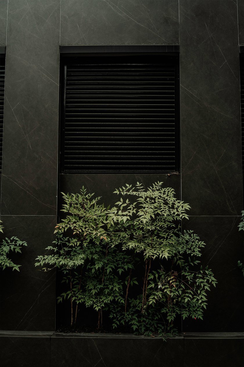 Striking Green Tree Against a Gray Building | Skylum Blog