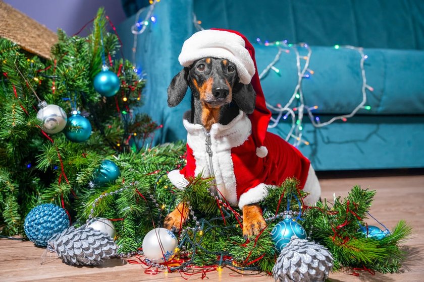 Dog in a Festive Santa Costume | Skylum Blog