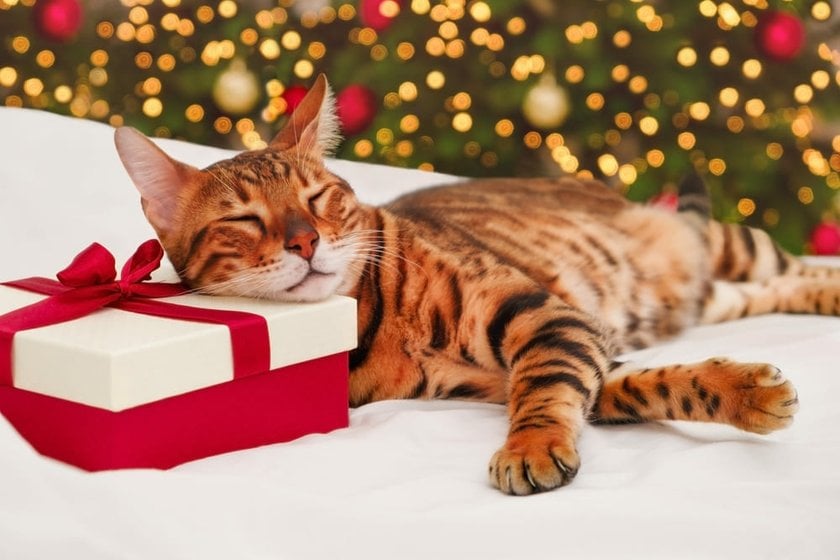 Cat Sleeping on a Gift Box in Front of the Christmas Tree | Skylum Blog