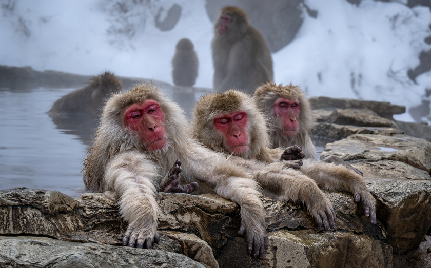 Monkeys in Jigokudani Yaen-Koen | Skylum Blog