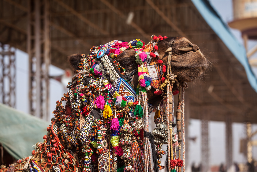 Vibrant Scenes from the Pushkar Fair | Skylum Blog