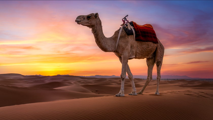 Captivating Photo of a Camel in the Desert | Skylum Blog