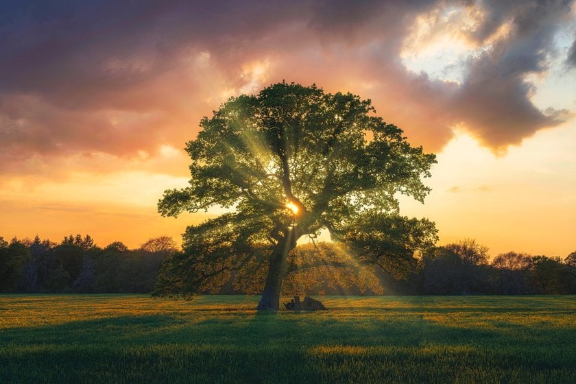 Photo of a Tree at Sunset | Skylum Blog