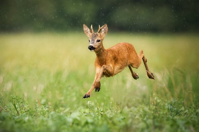 Adorable Photo of a Little Deer | Skylum Blog