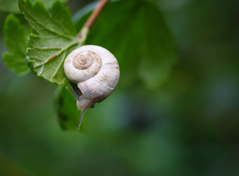 Examples Of The Golden Ratio Hidden In Plain Sight | Skylum Blog(8)
