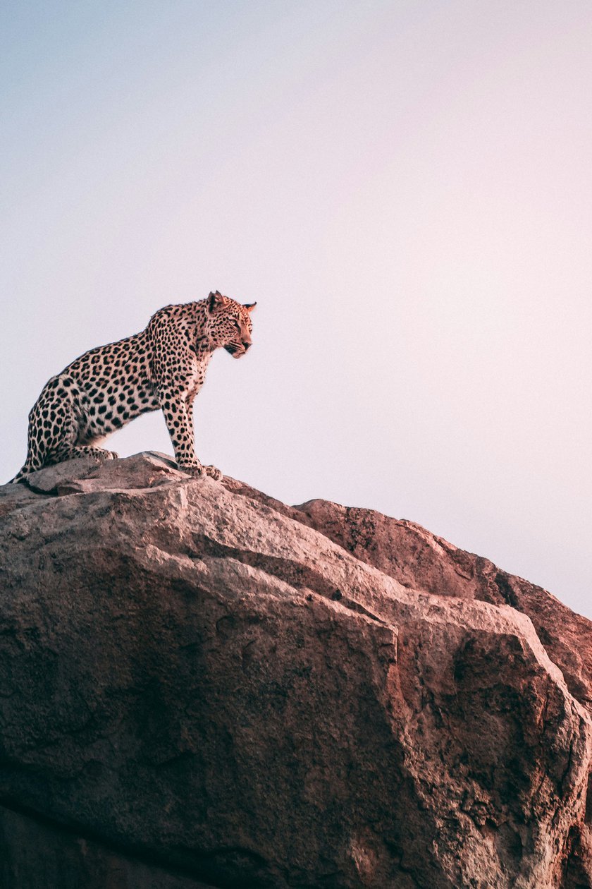 Rule of Thirds for Wildlife Photography | Skylum Blog(3)