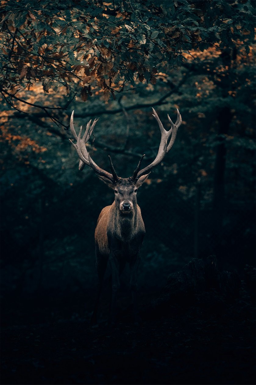 Rule of Thirds for Wildlife Photography | Skylum Blog(4)
