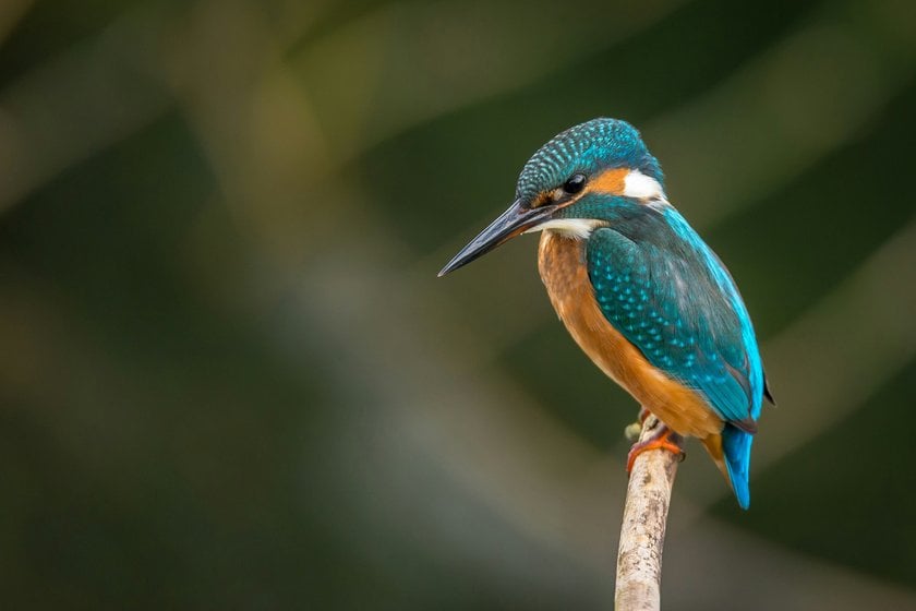 Rule of Thirds for Wildlife Photography | Skylum Blog(5)