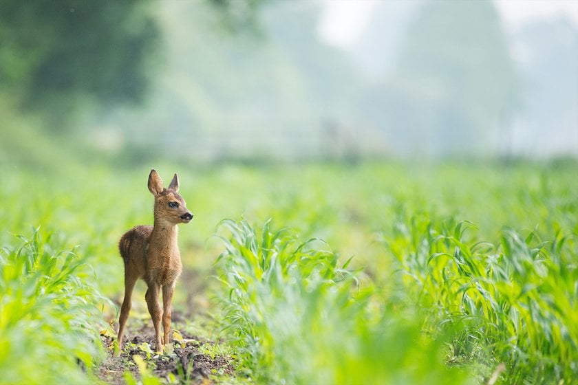 Rule of Thirds for Wildlife Photography | Skylum Blog(6)