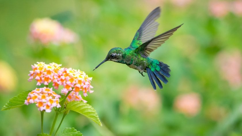 Hummingbird in flight | Skylum Blog