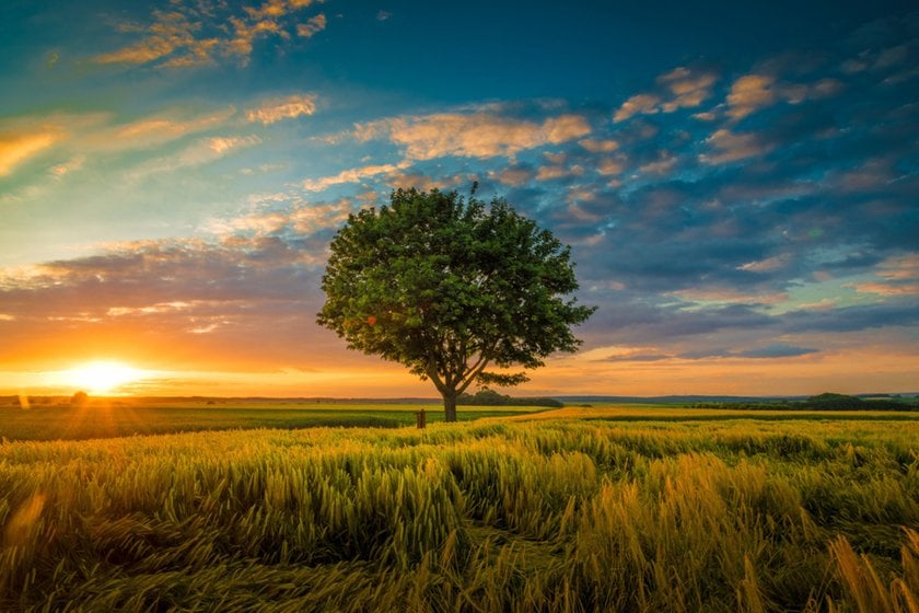 Photo of a tree in the middle of a field | Skylum Blog