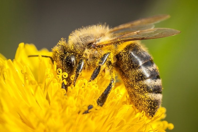 Macro Photo of a Bee on a Flower | Skylum Blog