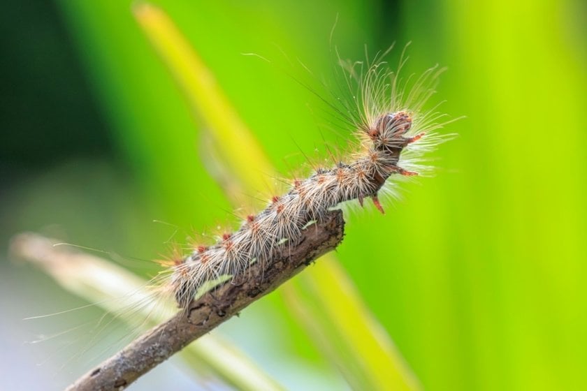 Macro Photo of a Caterpillar | Skylum Blog