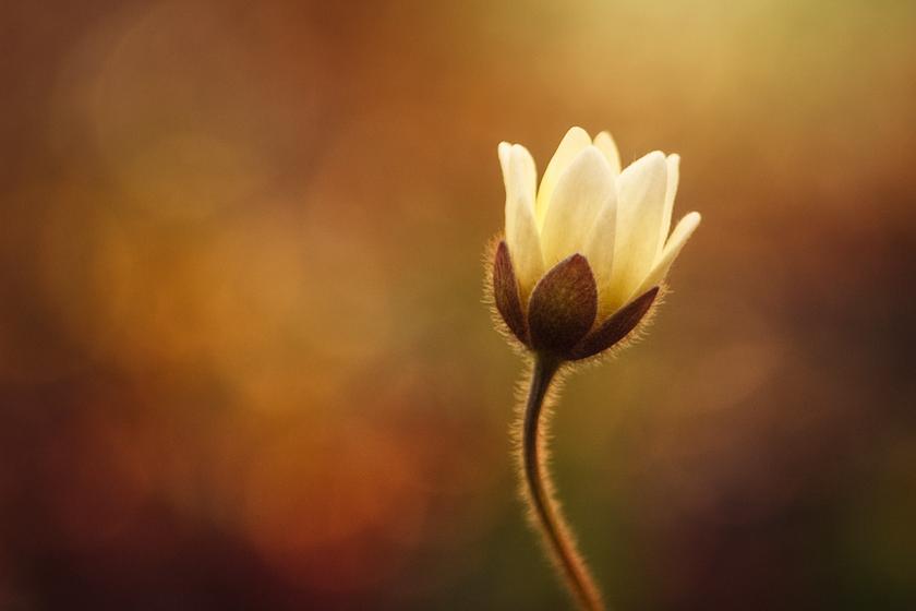 Macro photo of a flower with bokeh | Skylum Blog