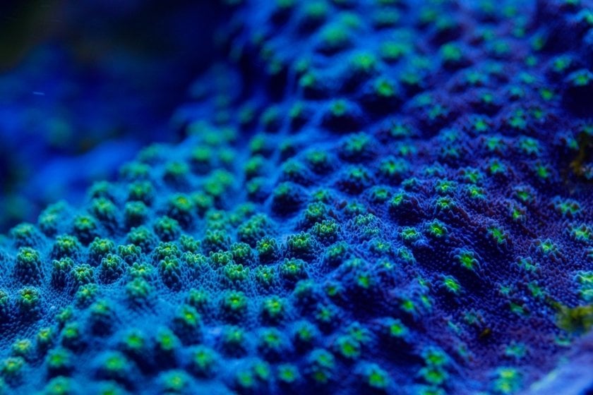 Macro Photo of Marine Coral Polyps | Skylum Blog