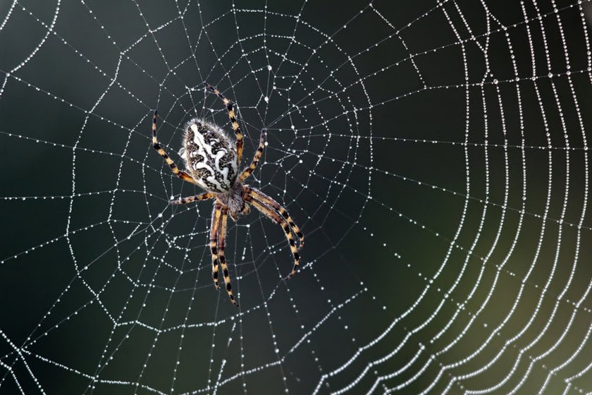 Macro Photo of a Spider on a Web | Skylum Blog