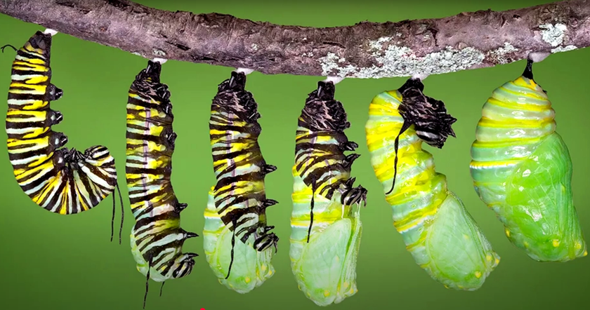 The process of caterpillar hatching | Skylum Blog