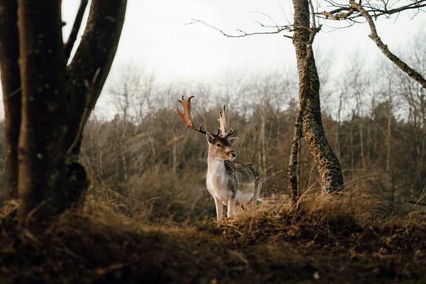 What Does Telephoto Mean: Tips For Impressive Photos  | Skylum Blog(4)