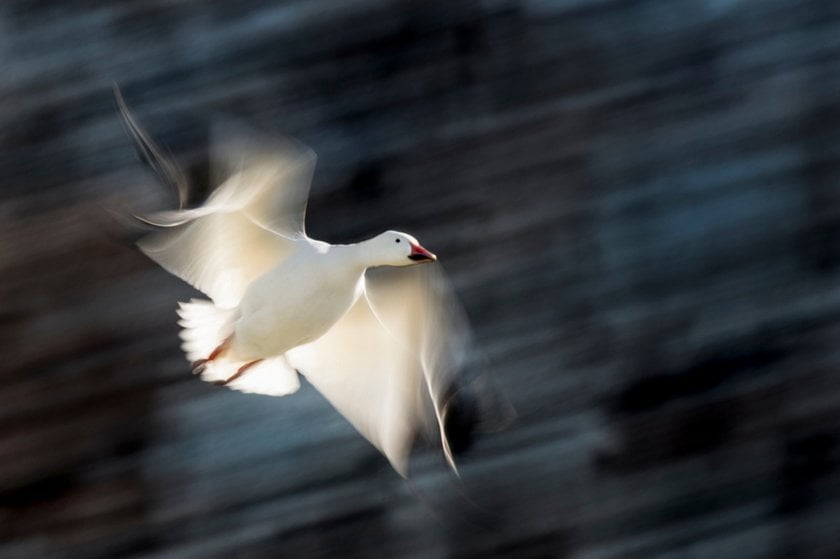 Swan in flight panning effect | Skylum Blog