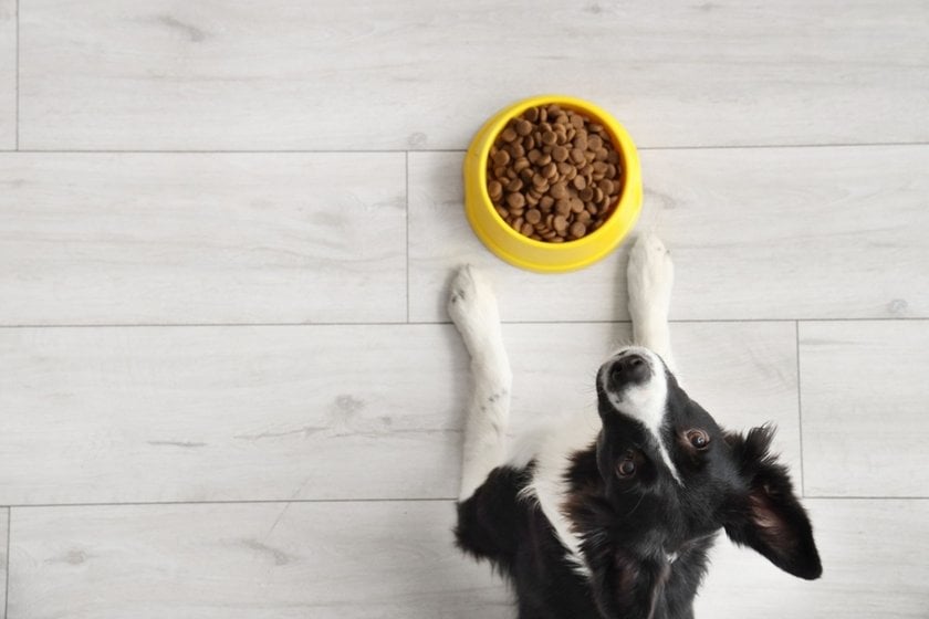 Dog with a bowl top view | Skylum Blog