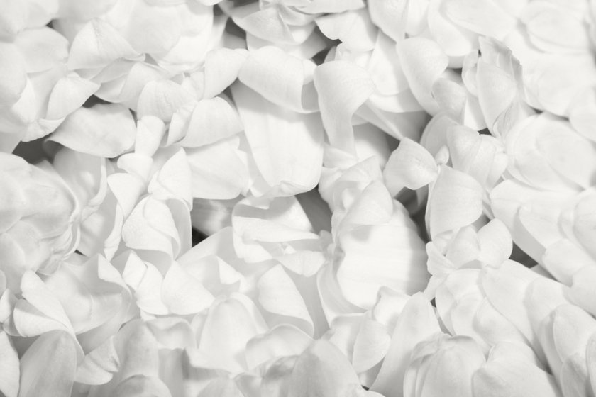 White flower petals | Skylum Blog