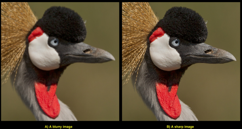 Before and after photos of birds with sharp focus | Skylum Blog