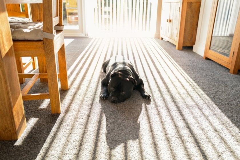 Shadow from blinds on a dog lying on the floor | Skylum Blog