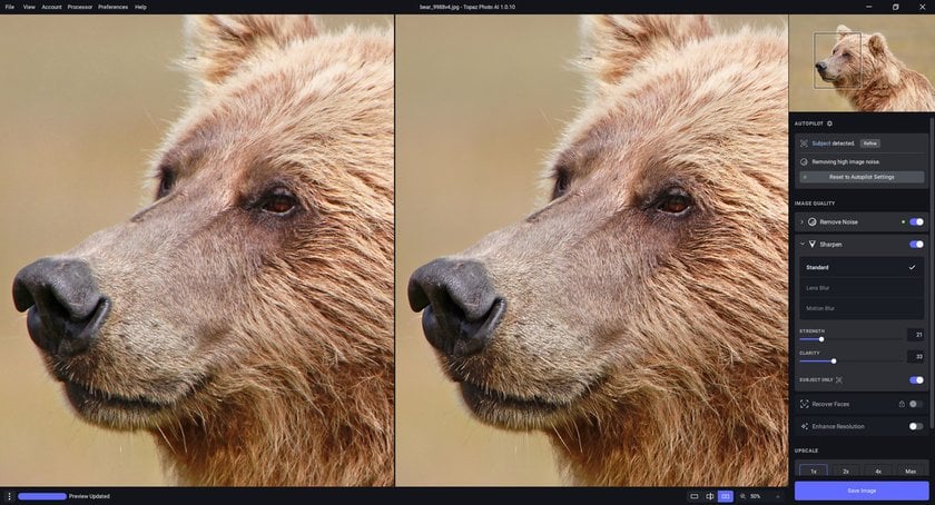 Editing a Bear Photo with Topaz Photo AI | Skylum Blog