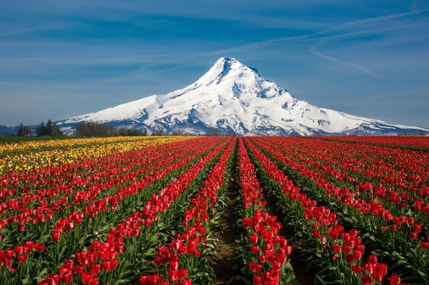 Tulip field with mountains in the background | Skylum Blog