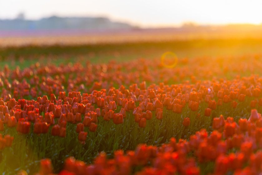 A field of red tulips at golden hour | Skylum Blog