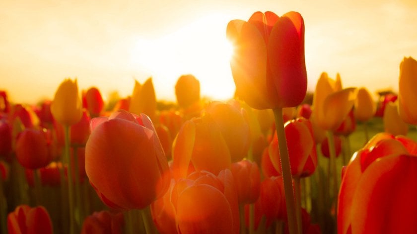 Red tulips close up during golden hour | Skylum Blog