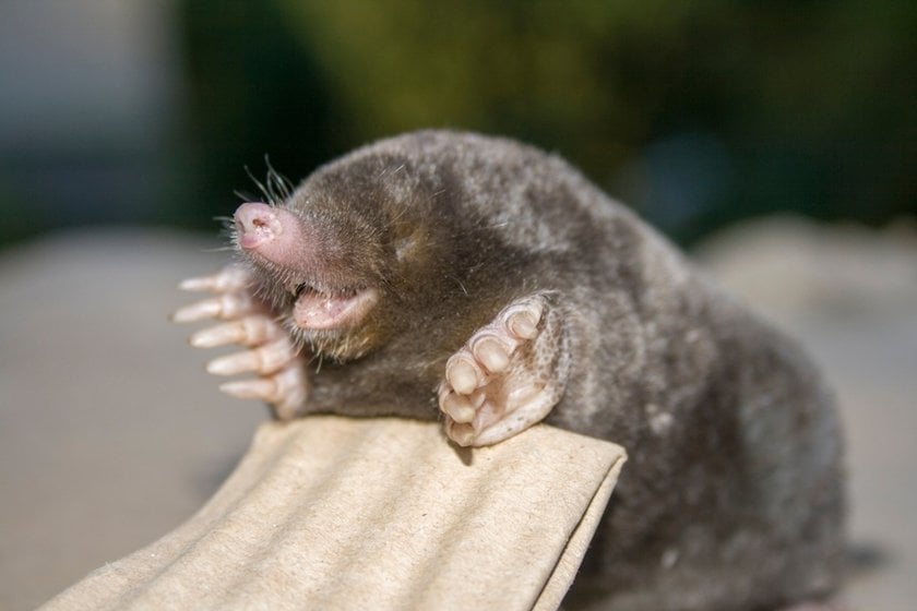 Mole in the sun | Skylum Blog