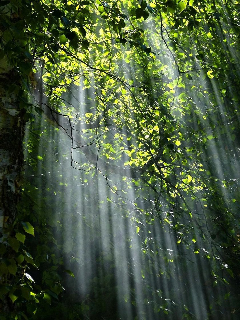 Faszinierende Waldfotos | Skylum Blog(5)