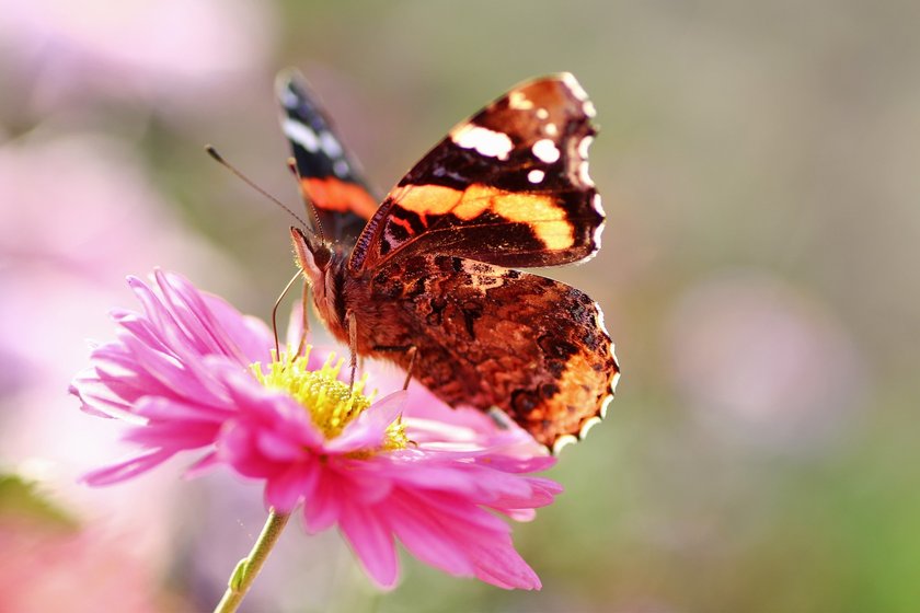 Makrofotografie: Die Welt der Insekten | Skylum Blog(5)