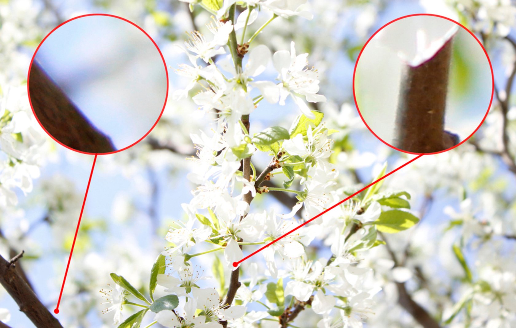 Axial Chromatic Aberration とは : レンズの色収差とは？種類や解消方法 – EMLA