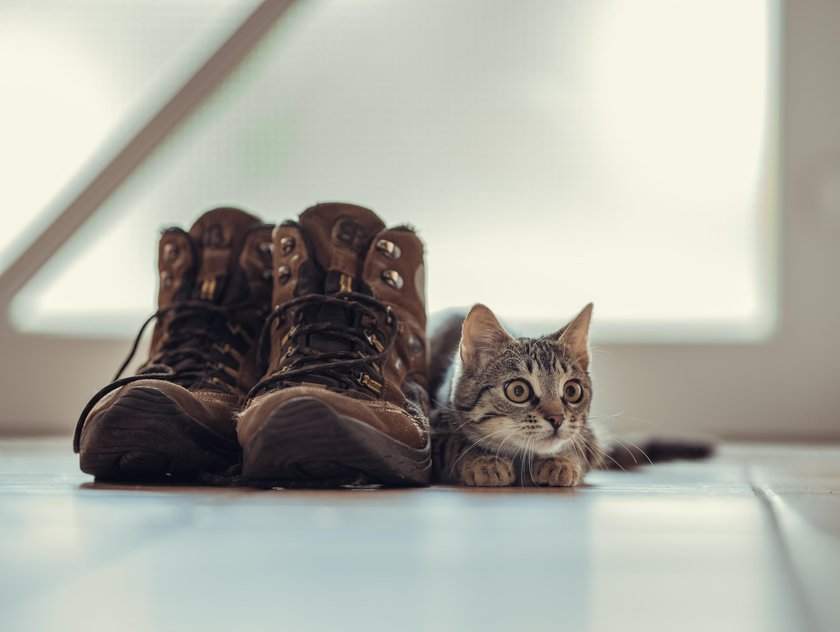 Best Cat Photography Ideas: How to Take the Cutest Picture  | Skylum Blog(5)