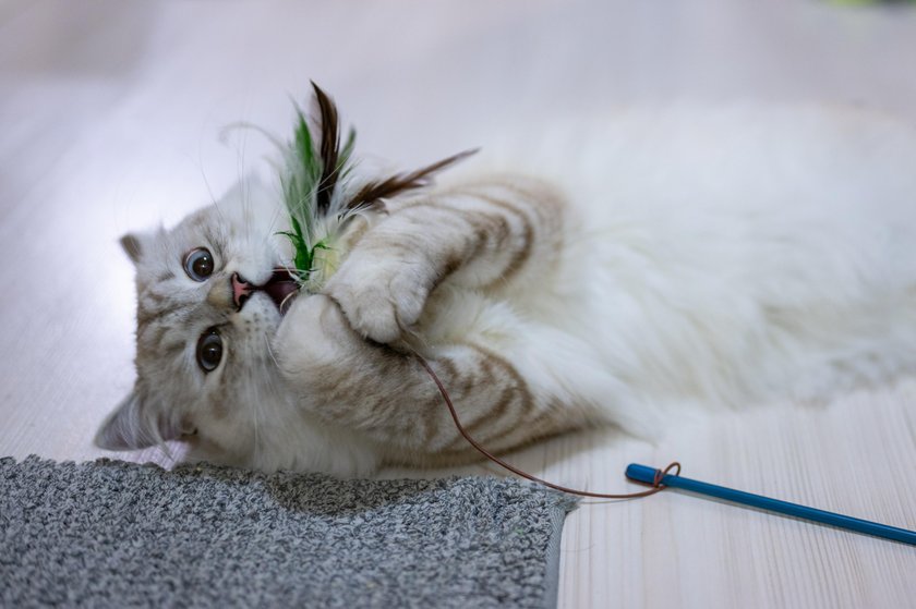 6. Avec des jouets pour chats