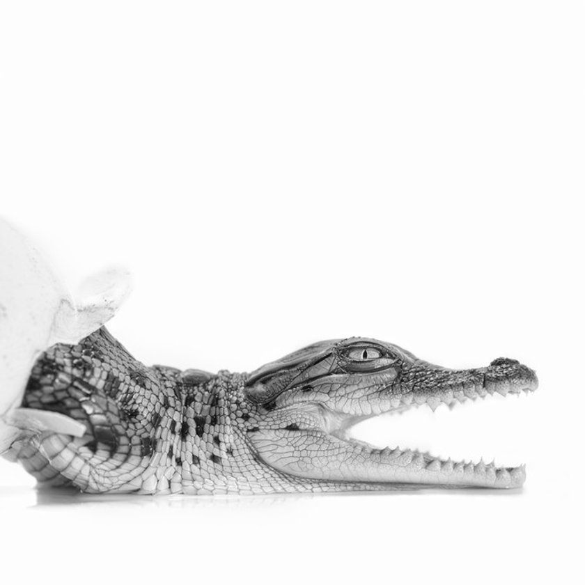 Australian photographer highlights rescued animals in black & white | Skylum Blog(4)