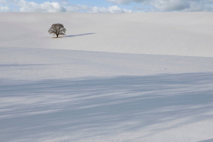 A lonely tree in the desert | Skylum Blog