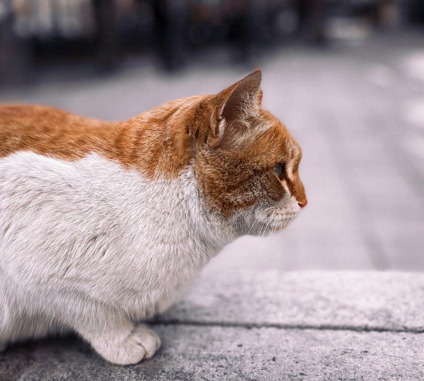 Expressive Orange Cat on a Neutral Background | Skylum Blog