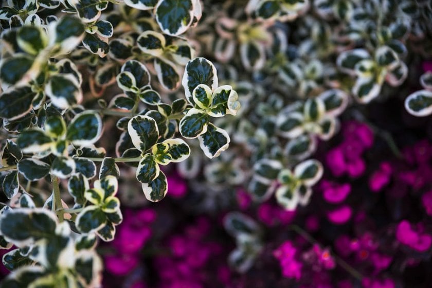 Beautiful Photo of a Garden Plant | Skylum Blog