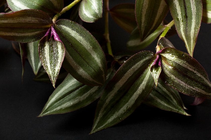 Close-Up Photo of a Tradescantia Plant | Skylum Blog