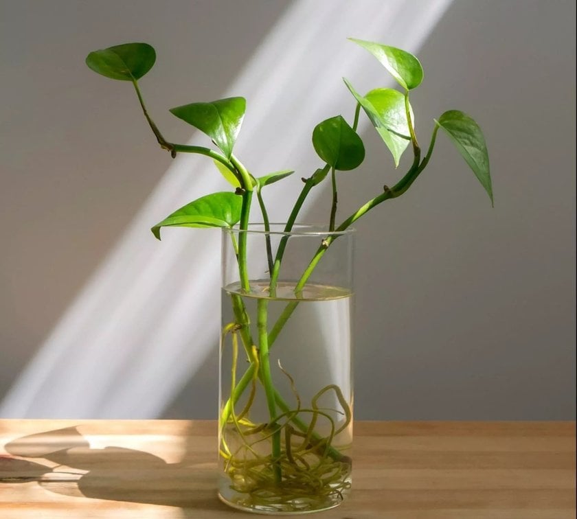 Pothos in a Glass Vase | Skylum Blog