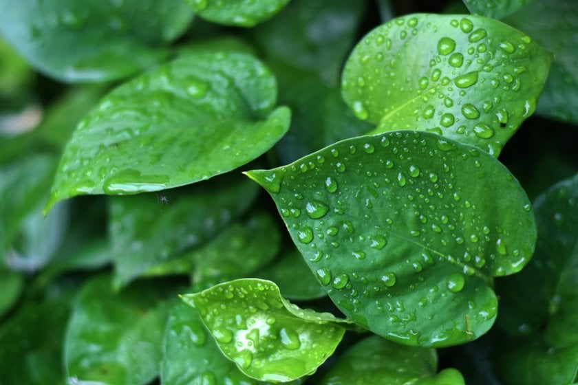 How To Photograph Plants: Photographer’s Handbook  | Skylum Blog(5)