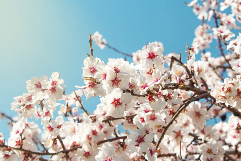How To Photograph Plants: Photographer’s Handbook  | Skylum Blog(6)