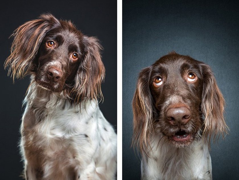 All-Time happiest dogs by Elke Vogelsang | Skylum Blog(2)