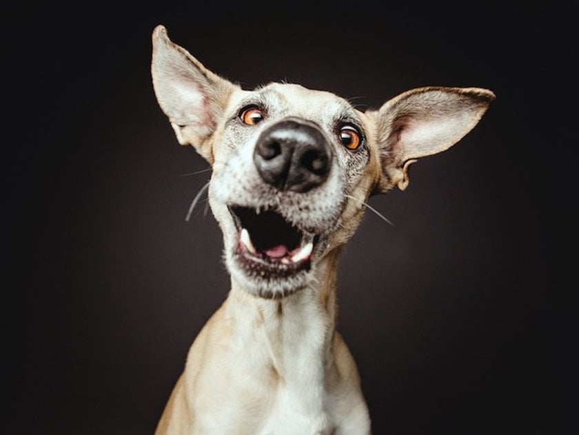 All-Time happiest dogs by Elke Vogelsang | Skylum Blog(3)