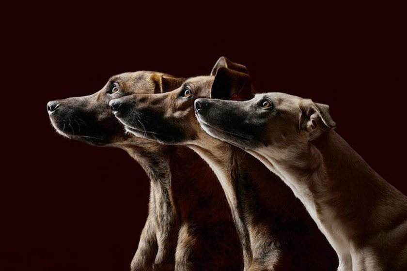 All-Time happiest dogs by Elke Vogelsang | Skylum Blog(4)