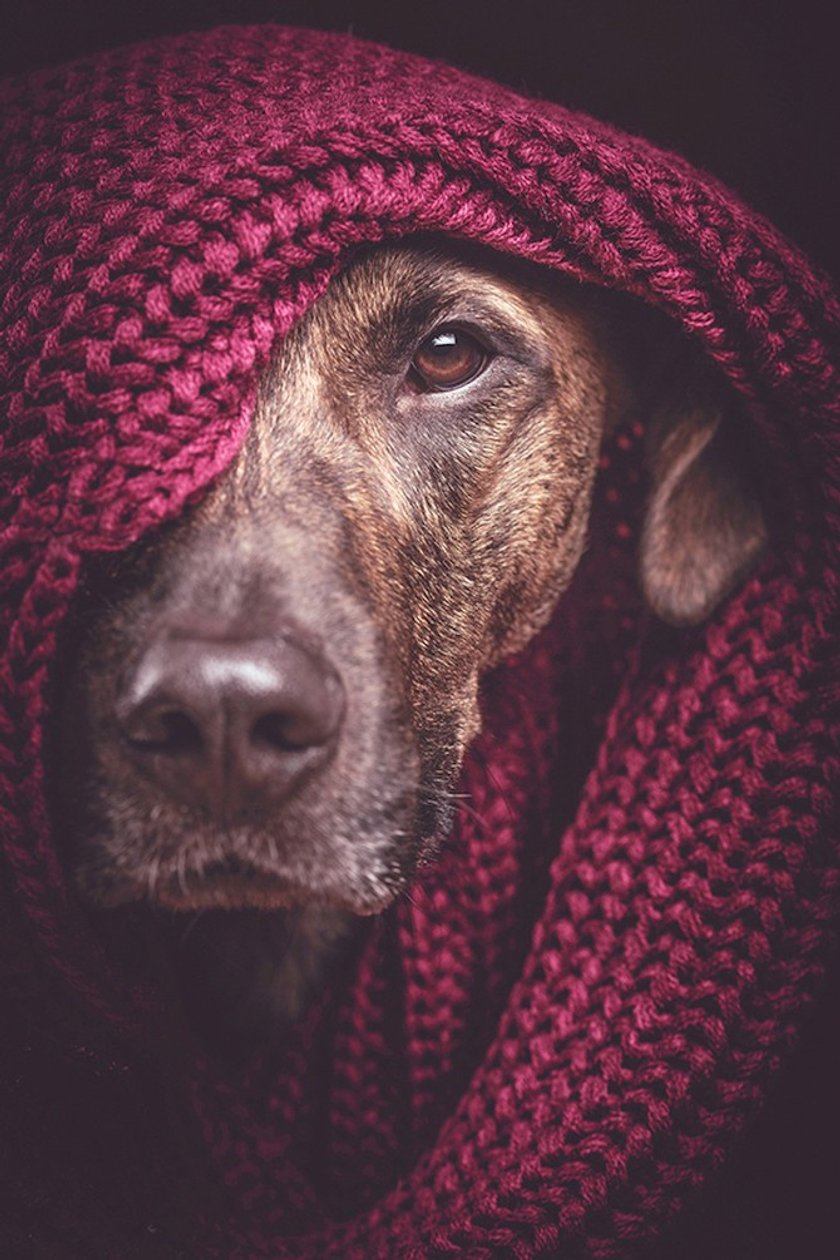 All-Time happiest dogs by Elke Vogelsang | Skylum Blog(5)